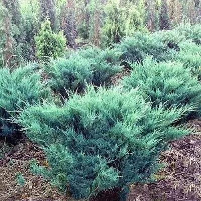 Можжевельник БЛЮ ДАНУБ казацкий в Балашихе