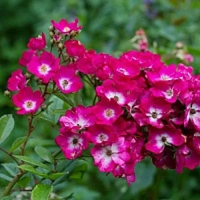 Саженцы роз МАРДЖОРИ ФЕЙР полиантовая  Саженцы роз МАРДЖОРИ ФЕЙР полиантовая в Балашихе