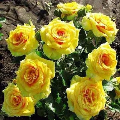 Саженцы роз САН СИТИ спрей в Балашихе