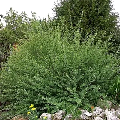 Ива НАНА  пурпурная   Ива НАНА  пурпурная  в Балашихе