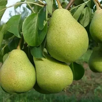 Груша СВЕРДЛОВЧАНКА  Груша СВЕРДЛОВЧАНКА в Балашихе