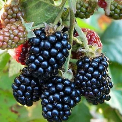 Ежевика ОУАЧИТА бесшипная — описание сорта Ежевика ОУАЧИТА бесшипная в Балашихе