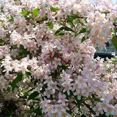 Кольквиция в Балашихе