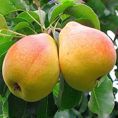 груша ФЛЕЙТА груша ФЛЕЙТА