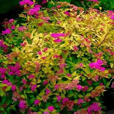 Спирея ГОЛДЕН ПРИНЦЕСС японская в Балашихе