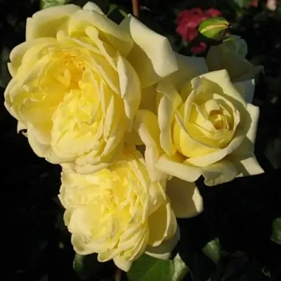 Саженцы роз КАЗИНО плетистая  Саженцы роз КАЗИНО плетистая в Балашихе