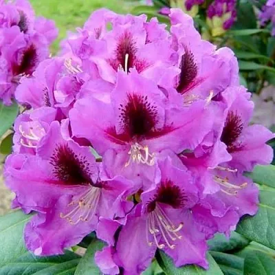 Рододендрон РАСПУТИН в Балашихе