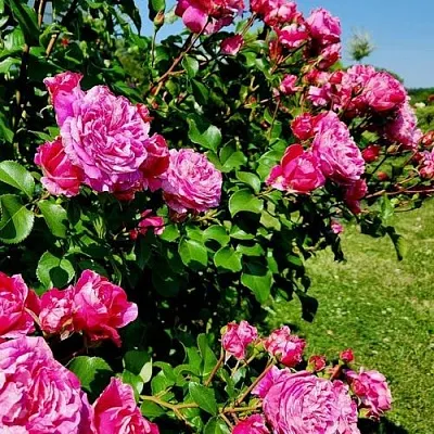Саженцы роз ИНЕС САСТР плетистая  Саженцы роз ИНЕС САСТР плетистая в Балашихе