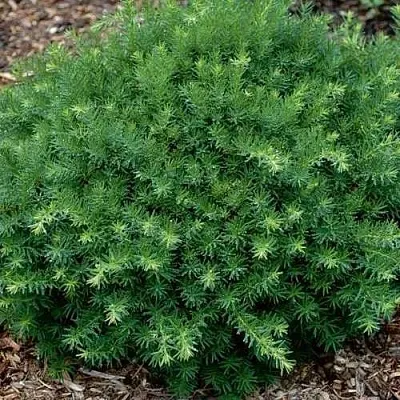 Тис ХИКСИ средний в Балашихе