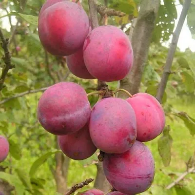 Слива ЭДИНБУРГСКАЯ в Балашихе