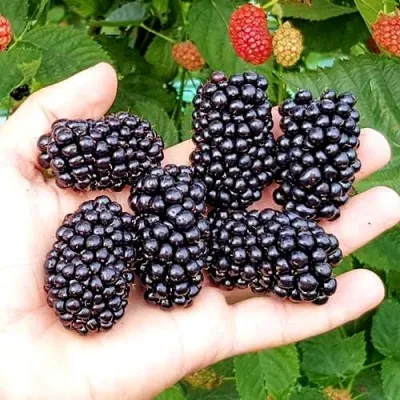 Ежевика ОУАЧИТА бесшипная — описание сорта Ежевика ОУАЧИТА бесшипная в Балашихе