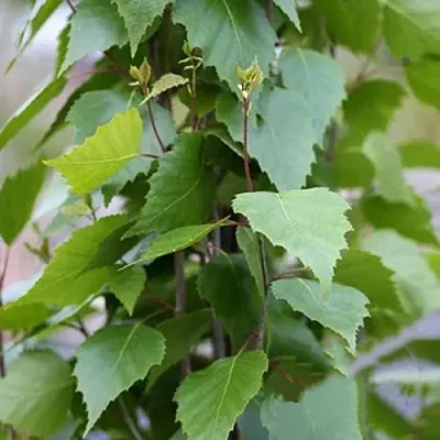 Береза ФАСТИГИАТА повислая   Береза ФАСТИГИАТА повислая  в Балашихе