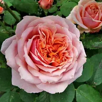 Саженцы роз ПОЛЬ БОКЮЗ шраб  Саженцы роз ПОЛЬ БОКЮЗ шраб в Балашихе