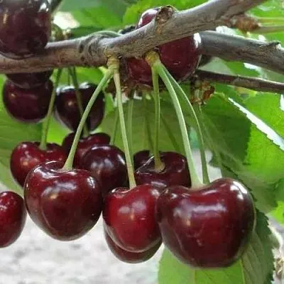 Черешня САММИТ  Черешня САММИТ в Балашихе