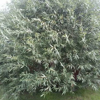 Ива СЕРЕБРИСТАЯ  Ива СЕРЕБРИСТАЯ в Балашихе