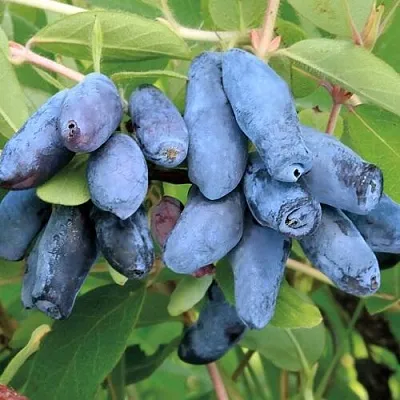 Жимолость съедобная ПАВЛОВСКАЯ в Балашихе