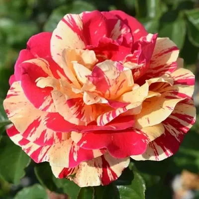 Саженцы роз ВАНИЛЛА ФРАЙЗ плетистая  Саженцы роз ВАНИЛЛА ФРАЙЗ плетистая в Балашихе