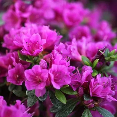 Азалия ХИРОКА японская  Азалия ХИРОКА японская в Балашихе