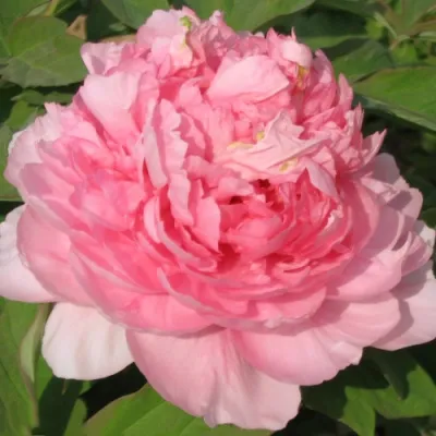 Пион ИМПЕРАТОРСКАЯ НАЛОЖНИЦА древовидный в Балашихе