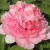 Пион ИМПЕРАТОРСКАЯ НАЛОЖНИЦА древовидный — описание сорта Пион ИМПЕРАТОРСКАЯ НАЛОЖНИЦА древовидный в Балашихе