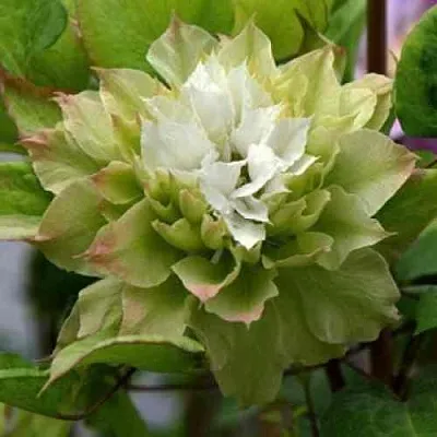 Клематис СЕН-НО-КЕЙЗ  Клематис СЕН-НО-КЕЙЗ в Балашихе