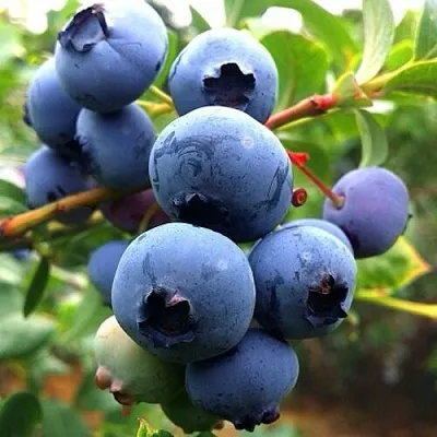 Голубика ДЮК  Голубика ДЮК в Балашихе