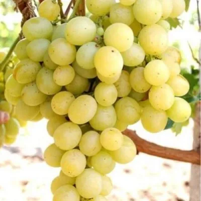 Виноград ТАЛИСМАН в Балашихе