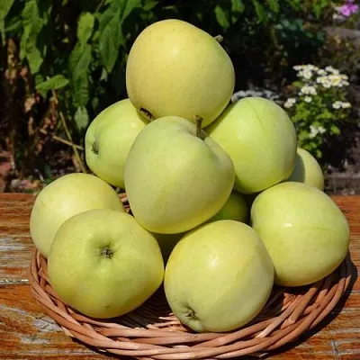 Яблоня ПАПИРОВКА  Яблоня ПАПИРОВКА в Балашихе