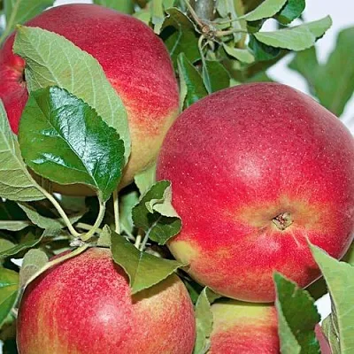 Яблоня СЕНАТОР колонновидная  Яблоня СЕНАТОР колонновидная в Балашихе