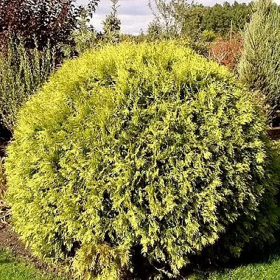 Туя ГЛОБОЗА АУРЕА западная в Балашихе