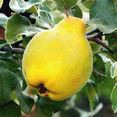 Айва РУМО  Айва РУМО в Балашихе