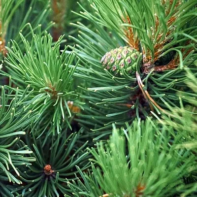 Сосна в Балашихе