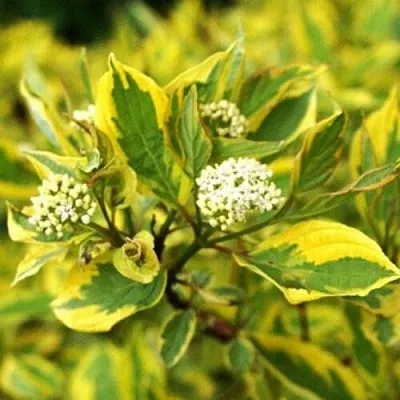 Дерен в Балашихе