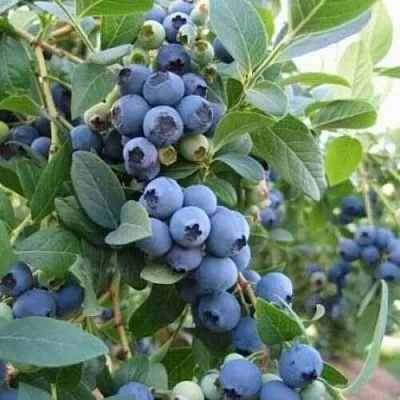 Голубика ЭЛЛИОТ  Голубика ЭЛЛИОТ в Балашихе