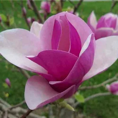 Магнолия СУЛАНЖА в Балашихе