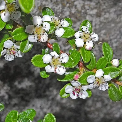 Кизильник ТАНГСТЕДТ горизонтальный   Кизильник ТАНГСТЕДТ горизонтальный  в Балашихе
