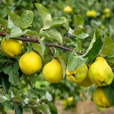 Айва ТРИУМФ  Айва ТРИУМФ в Балашихе