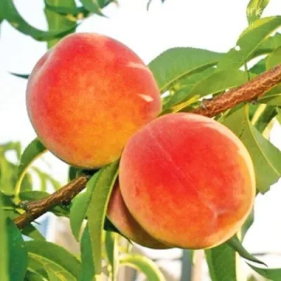 Персик ОНТАРИО — описание сорта Персик ОНТАРИО в Балашихе