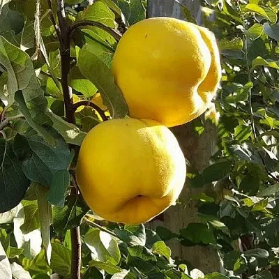 Айва МАРИЯ  Айва МАРИЯ в Балашихе