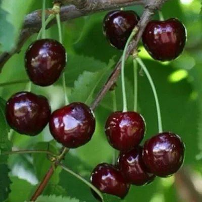 Черешня НАРОДНАЯ  Черешня НАРОДНАЯ в Балашихе