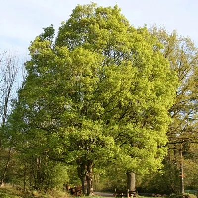 Клен полевой  Клен полевой в Балашихе