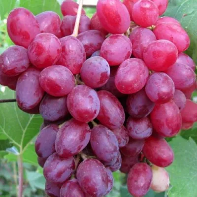 Виноград КИШМИШ ВЕЛЕС в Балашихе