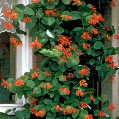 Жимолость ДРОМПОР СКАРЛЕТТ брауна в Балашихе