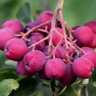 Рябина ДЕСЕРТНАЯ МИЧУРИНА сладкоплодная в Балашихе