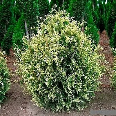 Туя ГОЛД ПЕРЛ западная в Балашихе