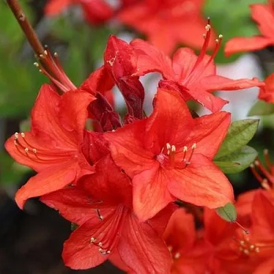 Азалия ПАРКФАЕР листопадная  Азалия ПАРКФАЕР листопадная в Балашихе