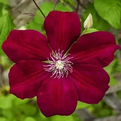 Клематис РУЖ КАРДИНАЛ  Клематис РУЖ КАРДИНАЛ в Балашихе