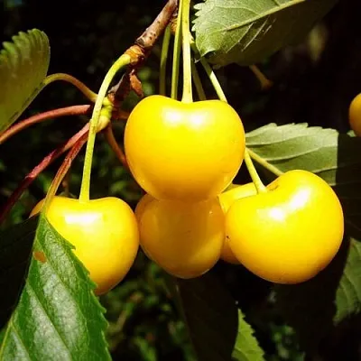 Черешня ЖУРБА  Черешня ЖУРБА в Балашихе