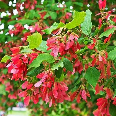 Клен татарский  Клен татарский в Балашихе