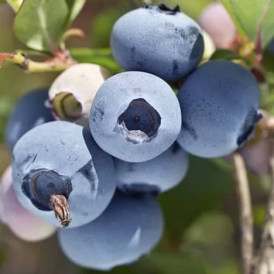 Голубика ХУРОН (ГУРОН) Голубика ХУРОН (ГУРОН)
